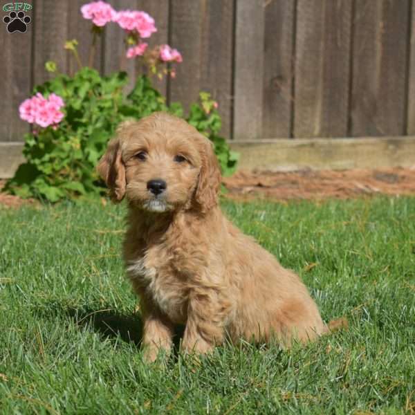 Lucky, Mini Goldendoodle Puppy