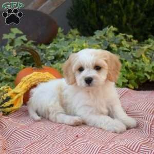 Lucky, Cavachon Puppy