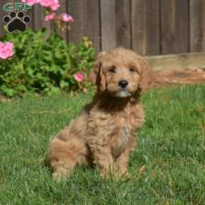 Lucky, Mini Goldendoodle Puppy