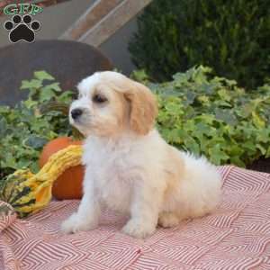 Lucky, Cavachon Puppy