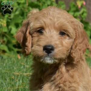 Lucky, Mini Goldendoodle Puppy