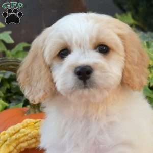 Lucky, Cavachon Puppy
