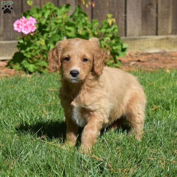 Lucy, Mini Goldendoodle Puppy