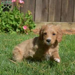 Lucy, Mini Goldendoodle Puppy