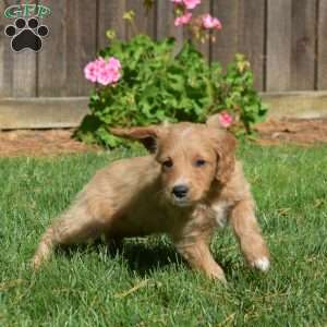 Lucy, Mini Goldendoodle Puppy