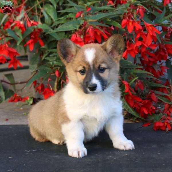 Luke, Pembroke Welsh Corgi Puppy