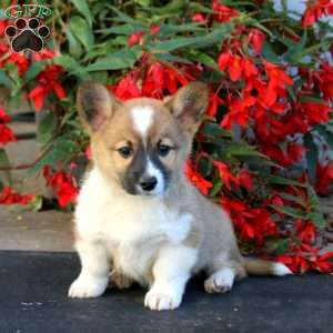 Luke, Pembroke Welsh Corgi Puppy