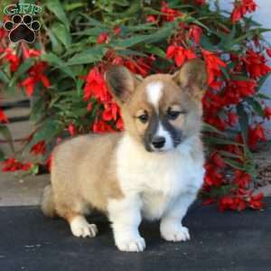 Luke, Pembroke Welsh Corgi Puppy