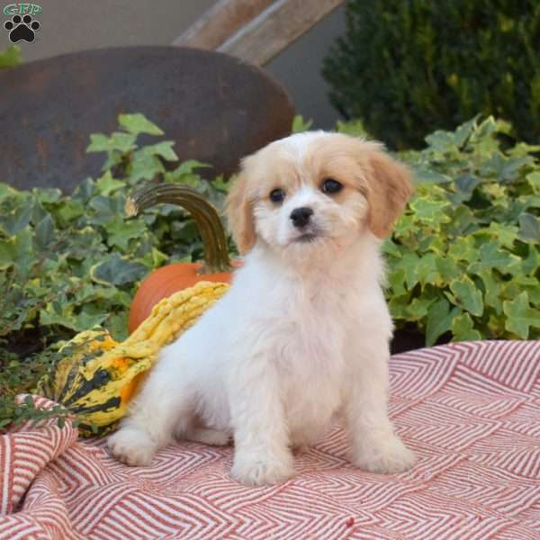 Lulu, Cavachon Puppy