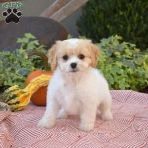 Lulu, Cavachon Puppy