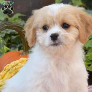Lulu, Cavachon Puppy