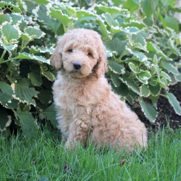 Luna, Goldendoodle Puppy