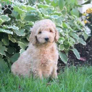 Luna, Goldendoodle Puppy