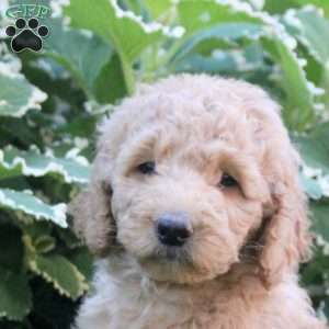 Luna, Goldendoodle Puppy