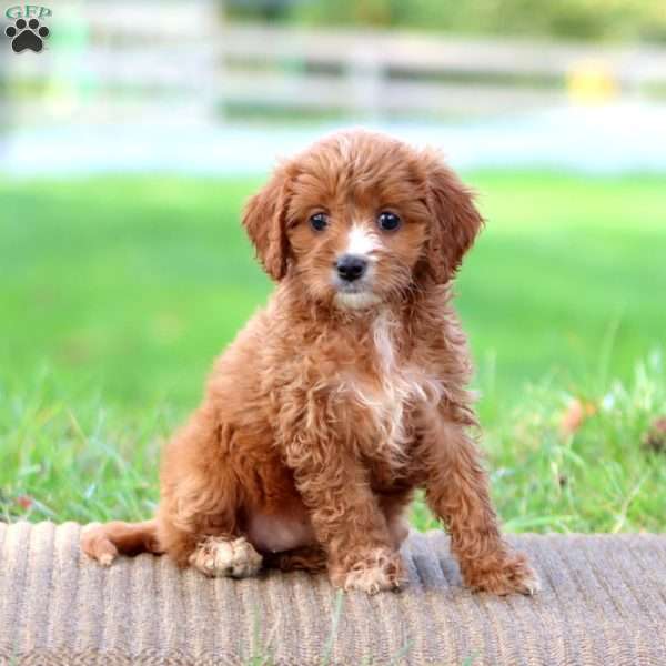 Luna, Cavapoo Puppy