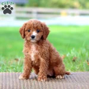 Luna, Cavapoo Puppy