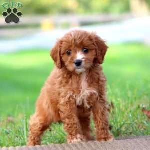 Luna, Cavapoo Puppy