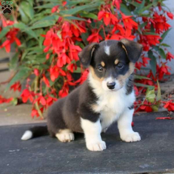 Lylah, Pembroke Welsh Corgi Puppy
