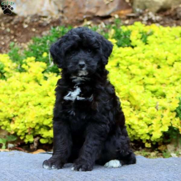 Lylah, Mini Bernedoodle Puppy