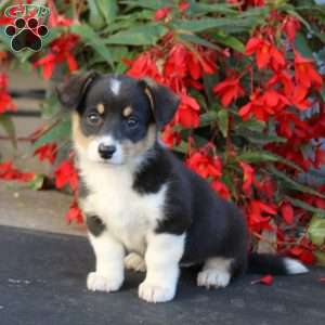 Lylah, Pembroke Welsh Corgi Puppy
