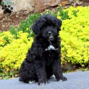 Lylah, Mini Bernedoodle Puppy