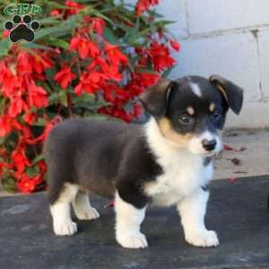 Lylah, Pembroke Welsh Corgi Puppy