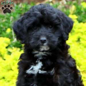 Lylah, Mini Bernedoodle Puppy