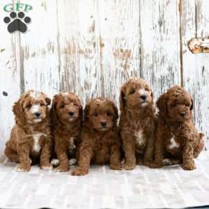 Willow, Mini Goldendoodle Puppy