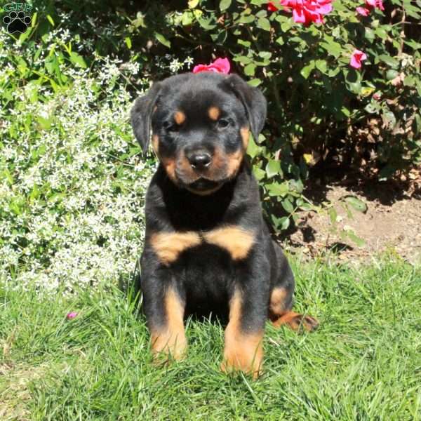 Mac, Rottweiler Puppy