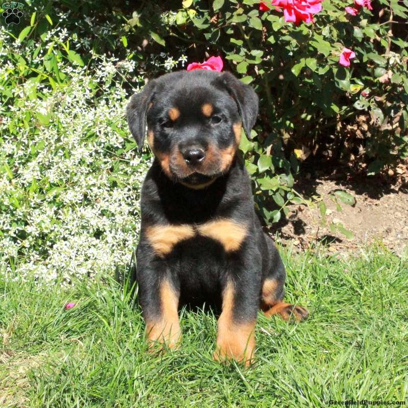 Mac (Rottweiler, Male) in Quarryville, PA