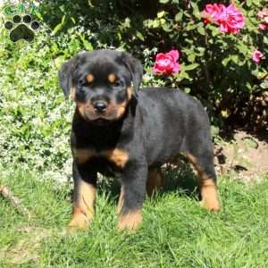 Mac, Rottweiler Puppy