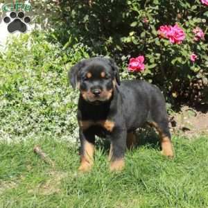 Mac, Rottweiler Puppy