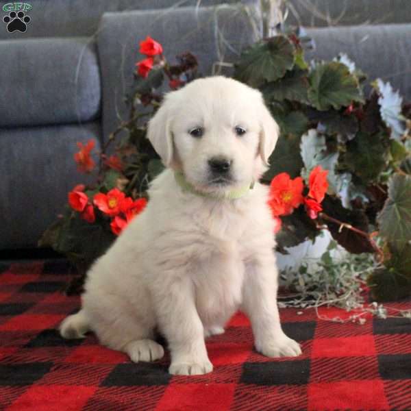 Mackenzie, English Cream Golden Retriever Puppy