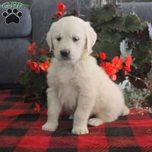 Mackenzie, English Cream Golden Retriever Puppy