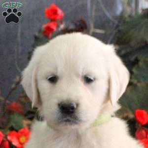 Mackenzie, English Cream Golden Retriever Puppy