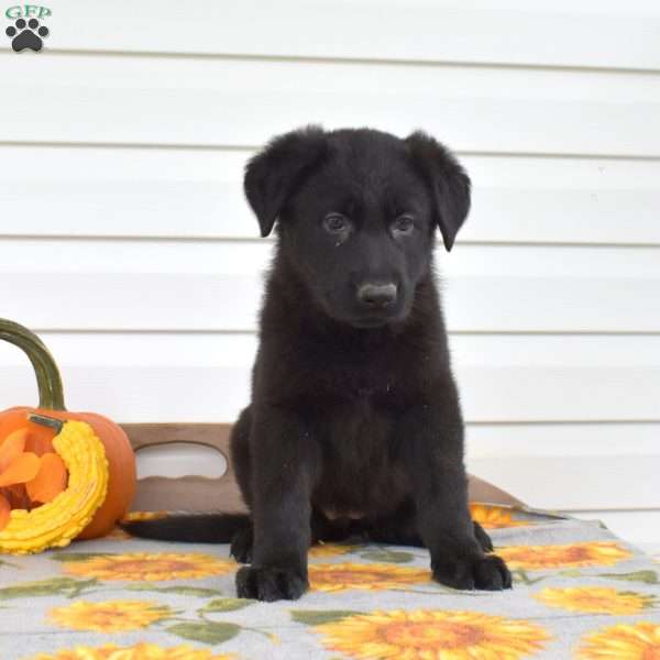 Macy, German Shepherd Puppy
