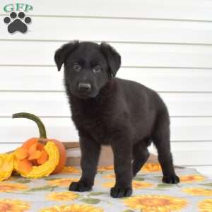 Macy, German Shepherd Puppy
