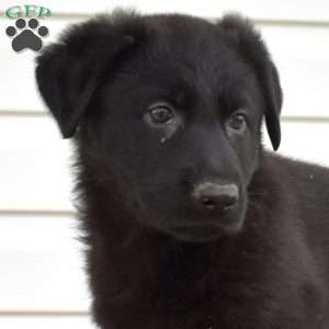 Macy, German Shepherd Puppy