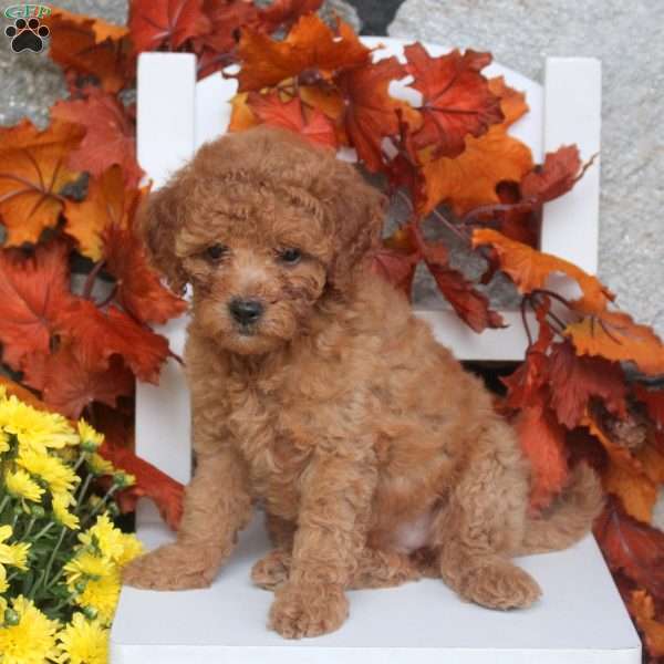 Madi, Toy Poodle Puppy