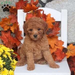 Madi, Toy Poodle Puppy