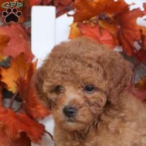 Madi, Toy Poodle Puppy