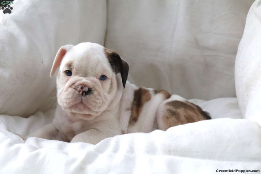 Maestro (Bulldog, Male) in Sugarcreek, OH
