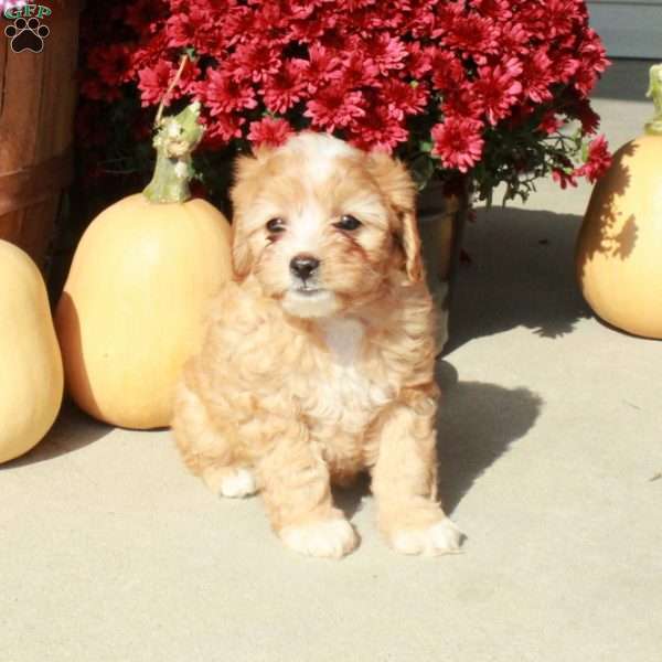 Maisie, Cavapoo Puppy