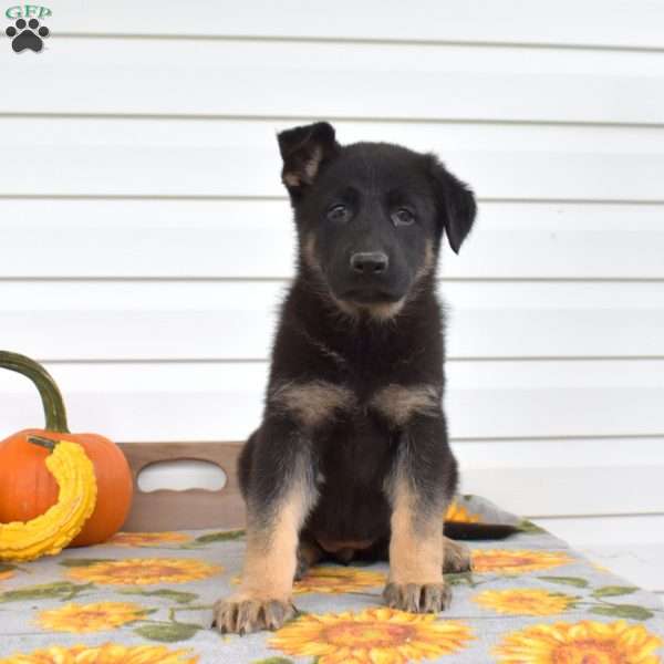 Maisie, German Shepherd Puppy