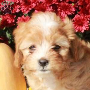 Maisie, Cavapoo Puppy