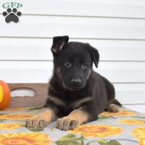 Maisie, German Shepherd Puppy