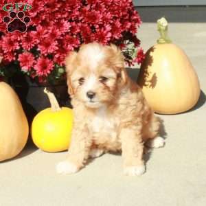 Maisie, Cavapoo Puppy