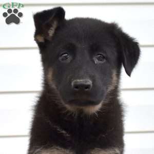 Maisie, German Shepherd Puppy