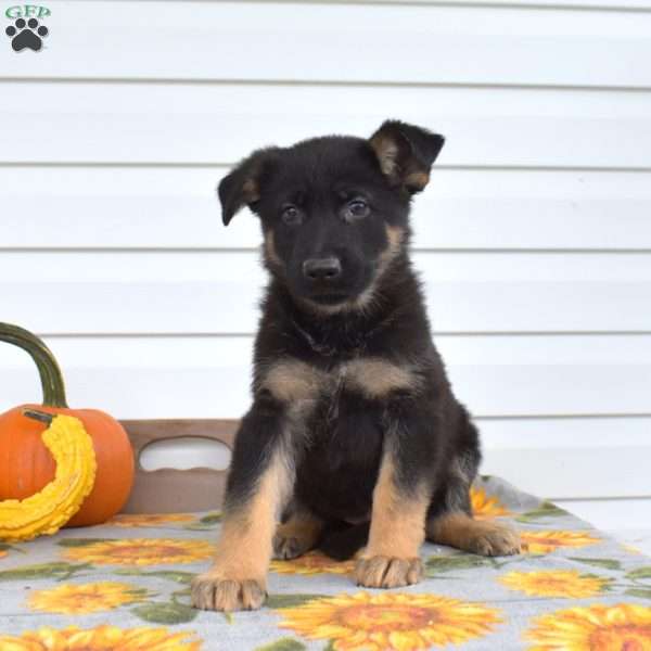 Major, German Shepherd Puppy