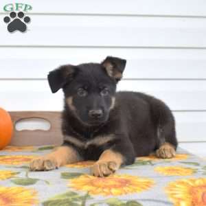 Major, German Shepherd Puppy